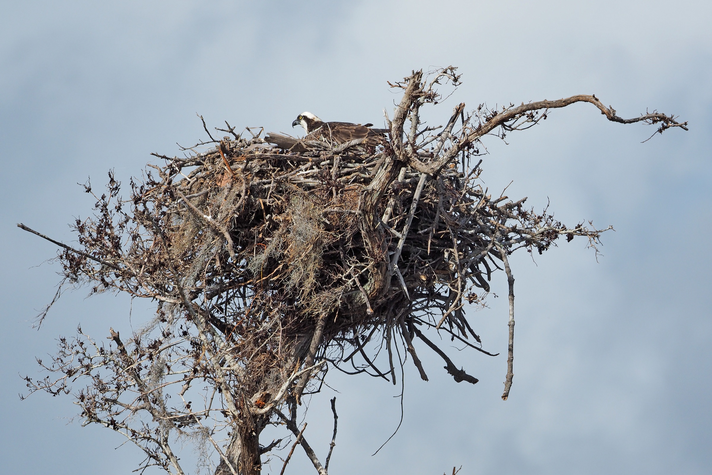 Osprey (Pandion haliaetus) perched at Everglades National Park, Florida, showing characteristic white underparts, dark brown upperparts, and dark eye stripe