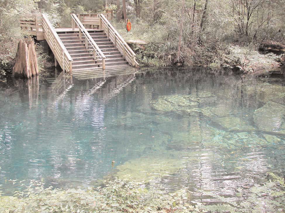 Wooden stairs descending to the spring pool at Peacock Springs