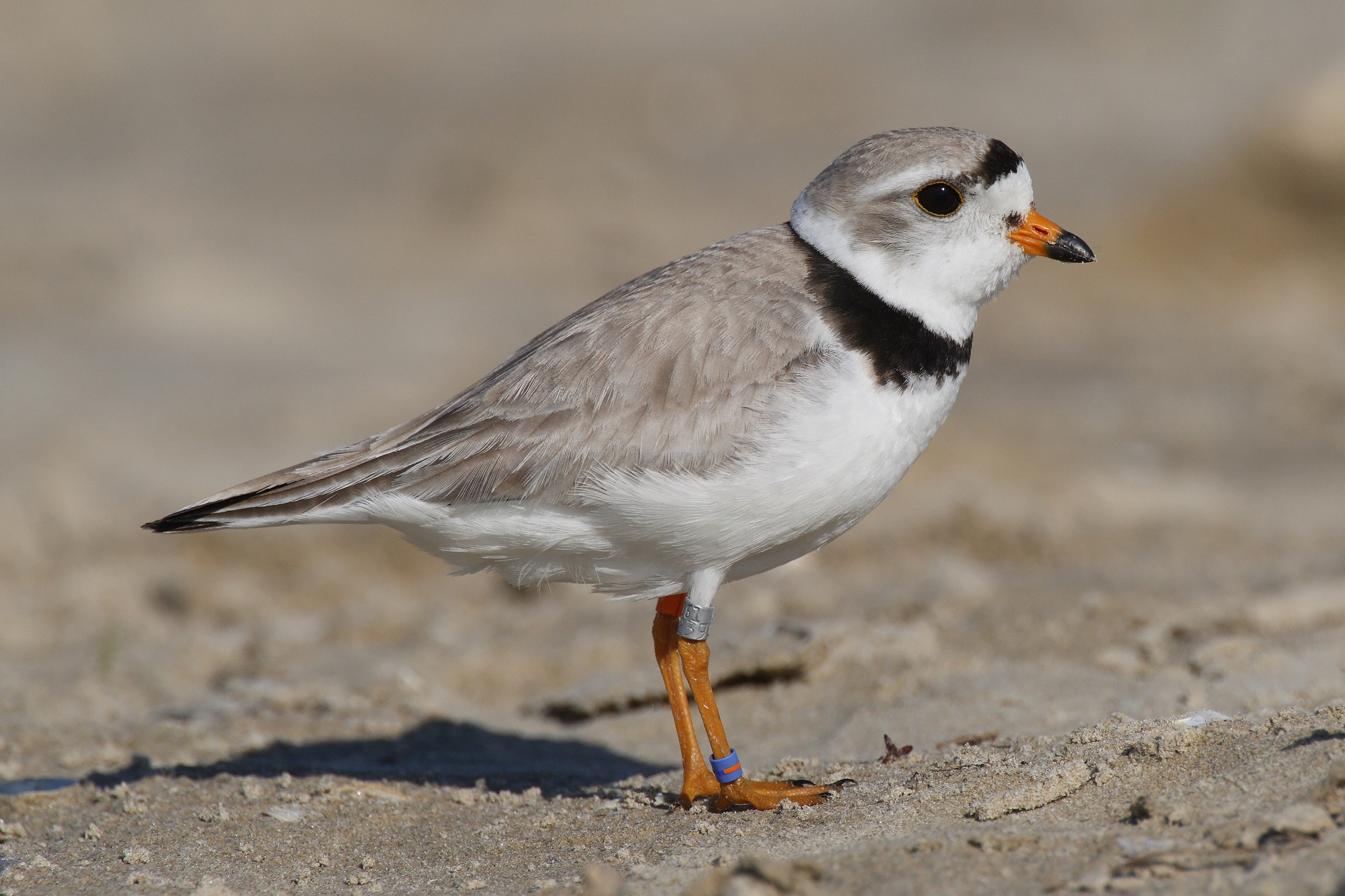 Piping plover (Charadrius melodus) adult standing on pale sandy beach, showing pale gray-brown back, white underparts, orange-based black-tipped bill, and partial breast band