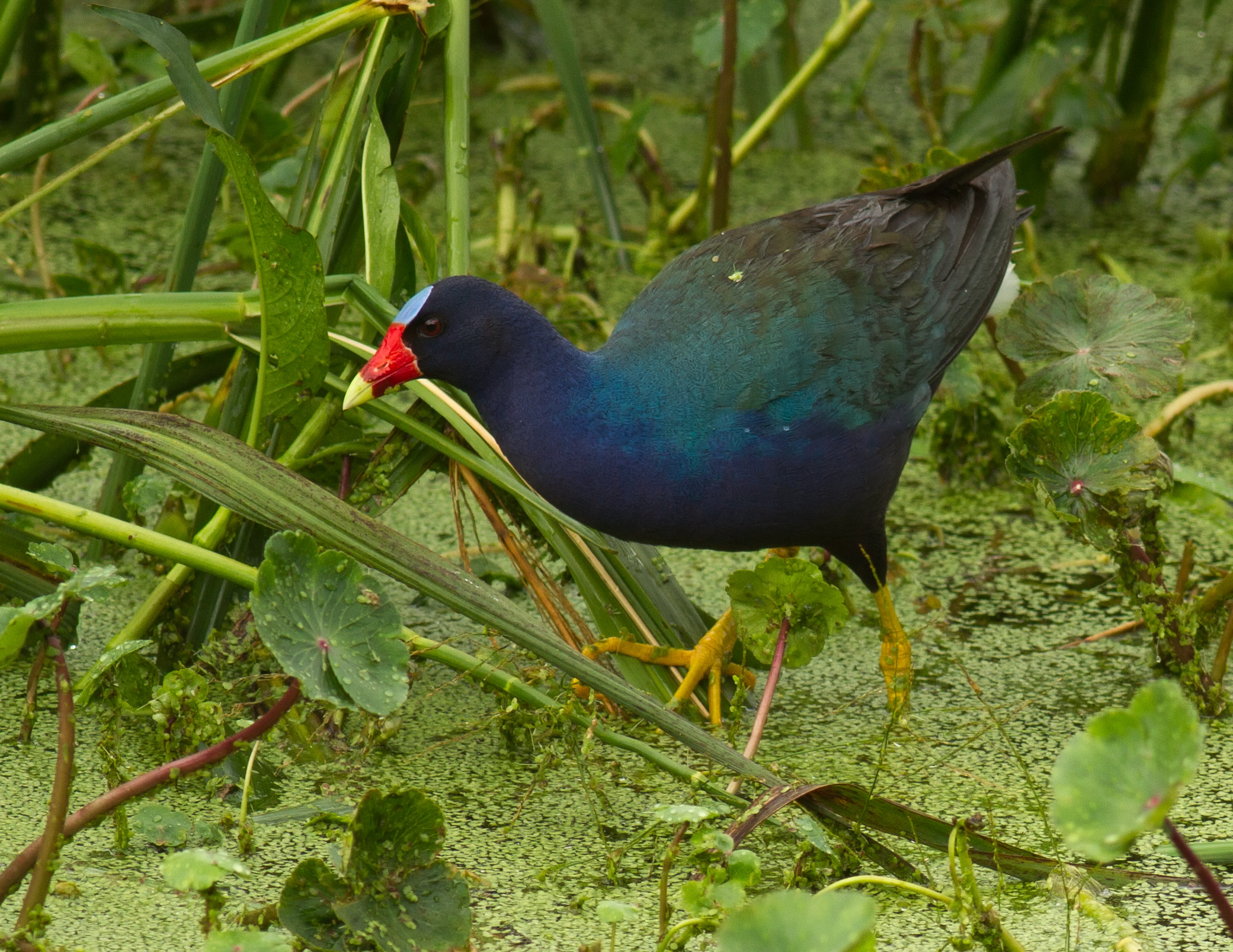 A purple gallinule (Porphyrio martinicus) photographed at Smith Oaks Sanctuary in High Island, Texas, showing its vivid purple-blue plumage and yellow-tipped red bill