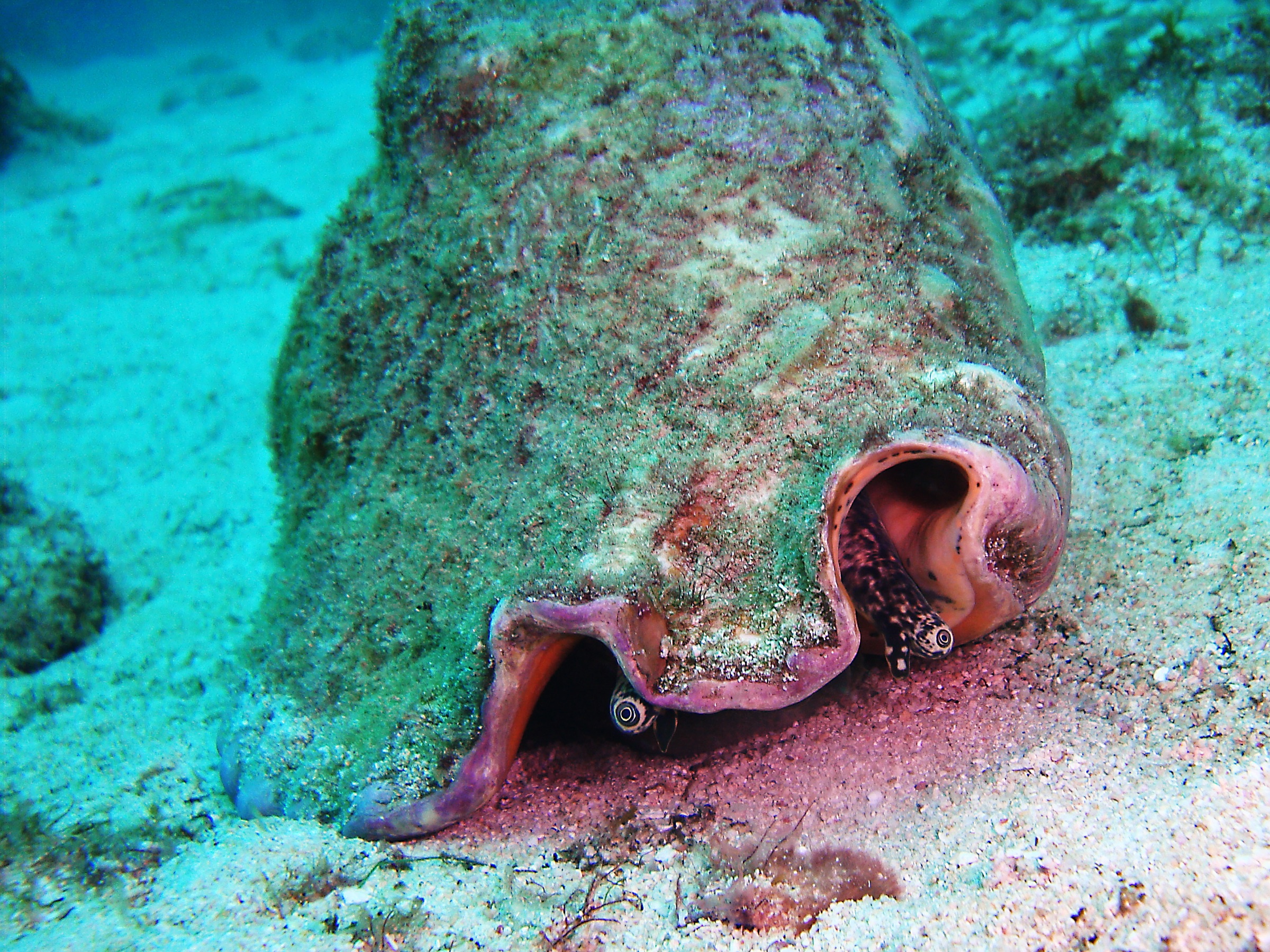 Queen conch (Aliger gigas) living specimen photographed underwater, showing the large spiral shell with flared pink lip and the animal's soft tissues visible