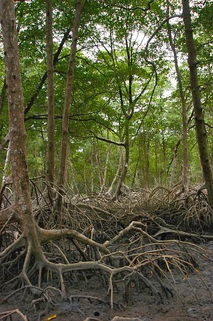 Dense Rhizophora mangle (red mangrove) forest with prop roots visible at the Caeté estuary in Bragança, Pará, Brazil