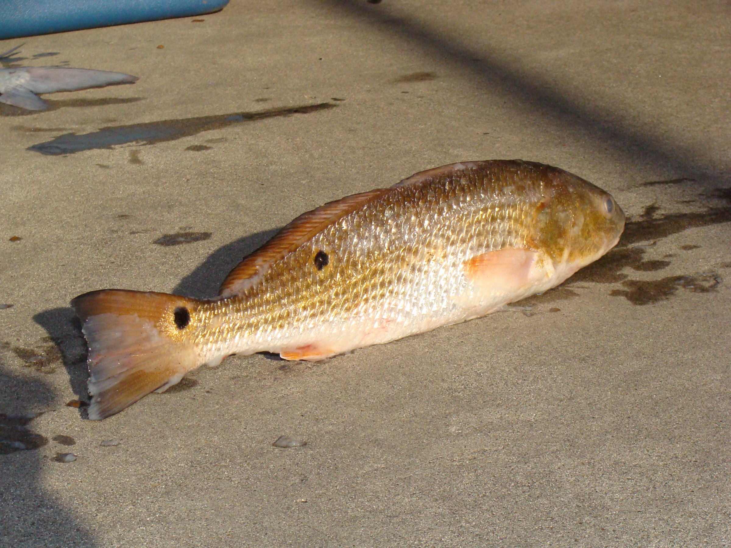 Red drum (Sciaenops ocellatus) adult specimen showing characteristic bronze flanks, caught off the Gulf Coast of Louisiana