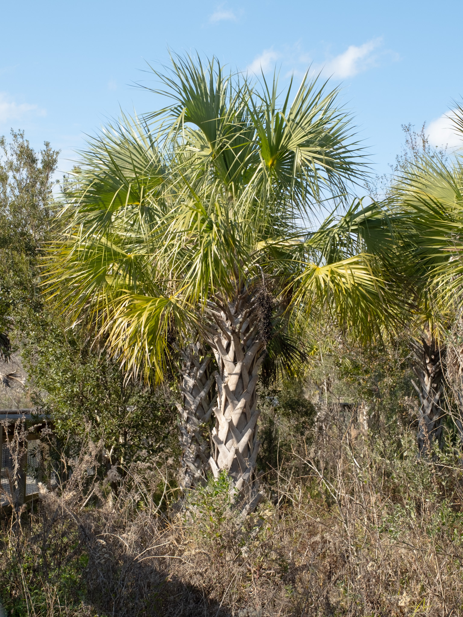 Cabbage palm (Sabal palmetto) — mature specimen showing characteristic costapalmate fronds and scarred trunk in Florida scrub habitat