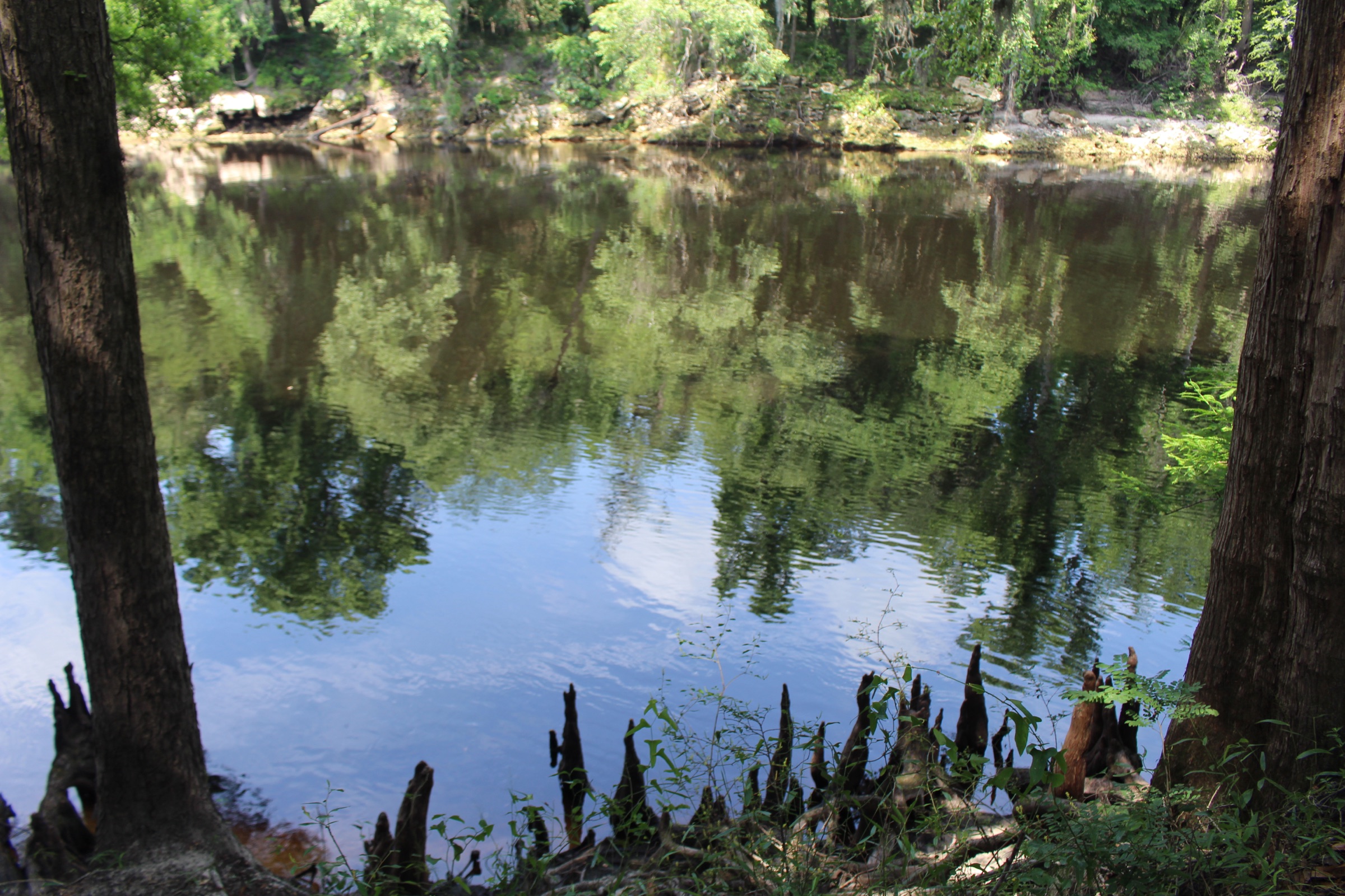 Tannic blackwater channel of the Suwannee River with cypress knees