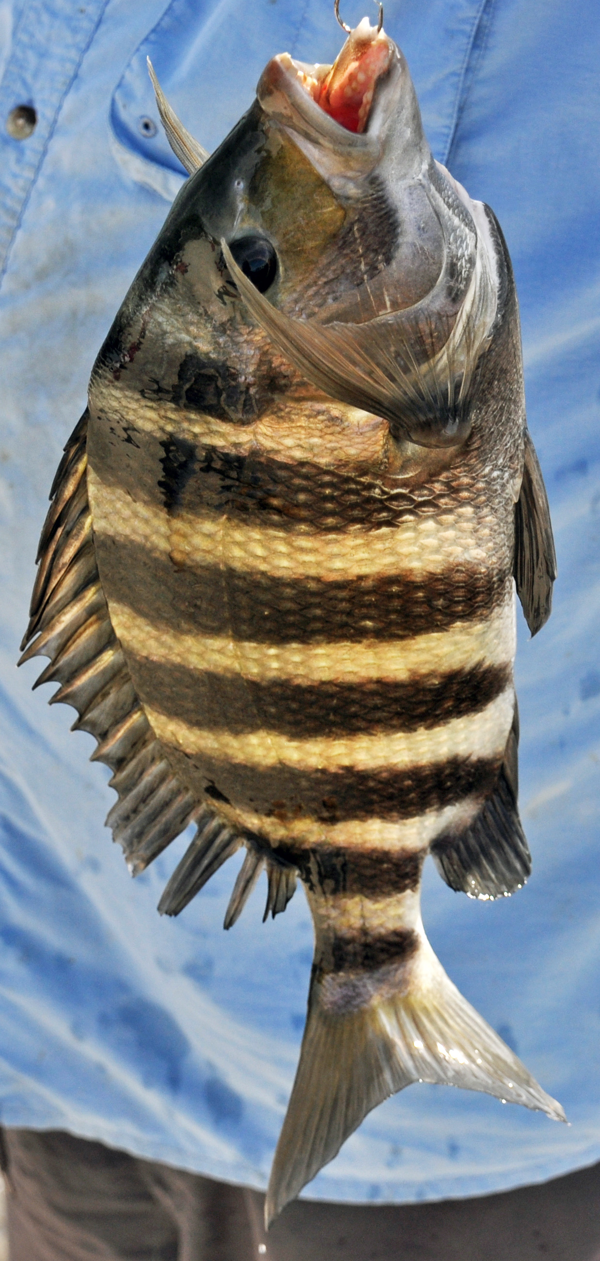 A sheepshead held by an angler, showing its deep silvery body with bold black vertical bars