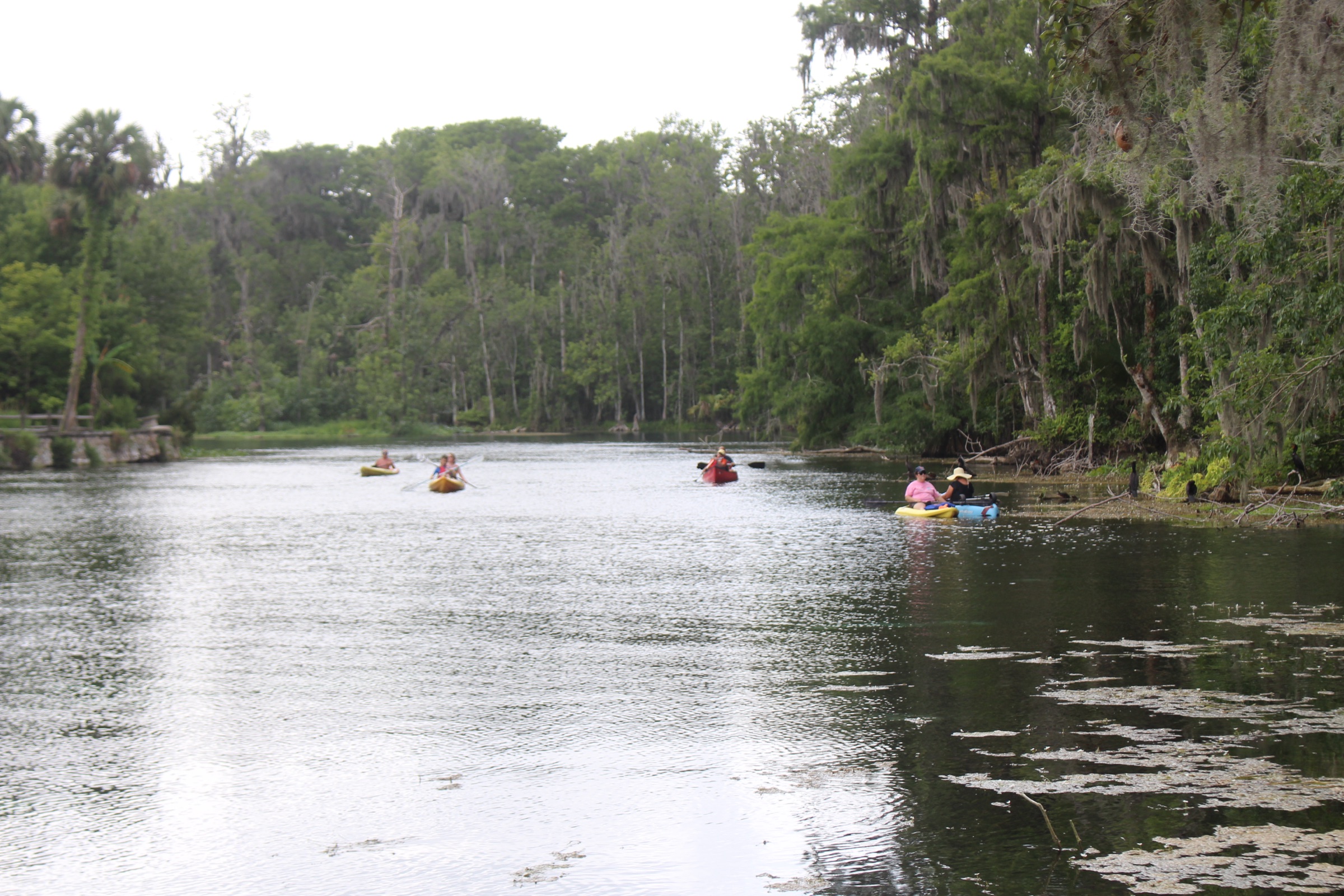 Kayakers gliding over the clear spring water of Silver Springs