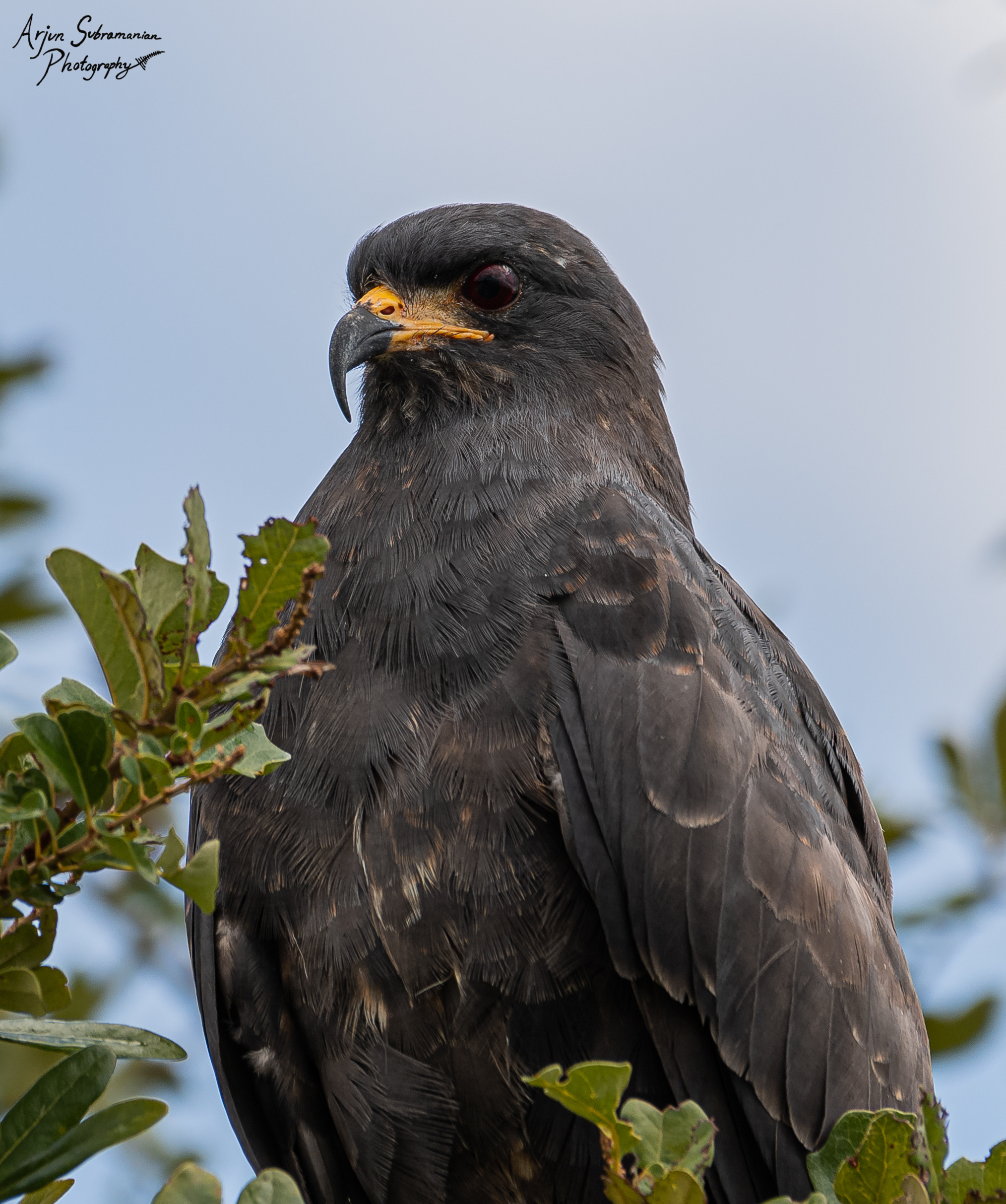 Snail Kite (Rostrhamus sociabilis plumbeus) adult male perched on a branch, showing the species' distinctive dark plumage and strongly hooked bill, Florida
