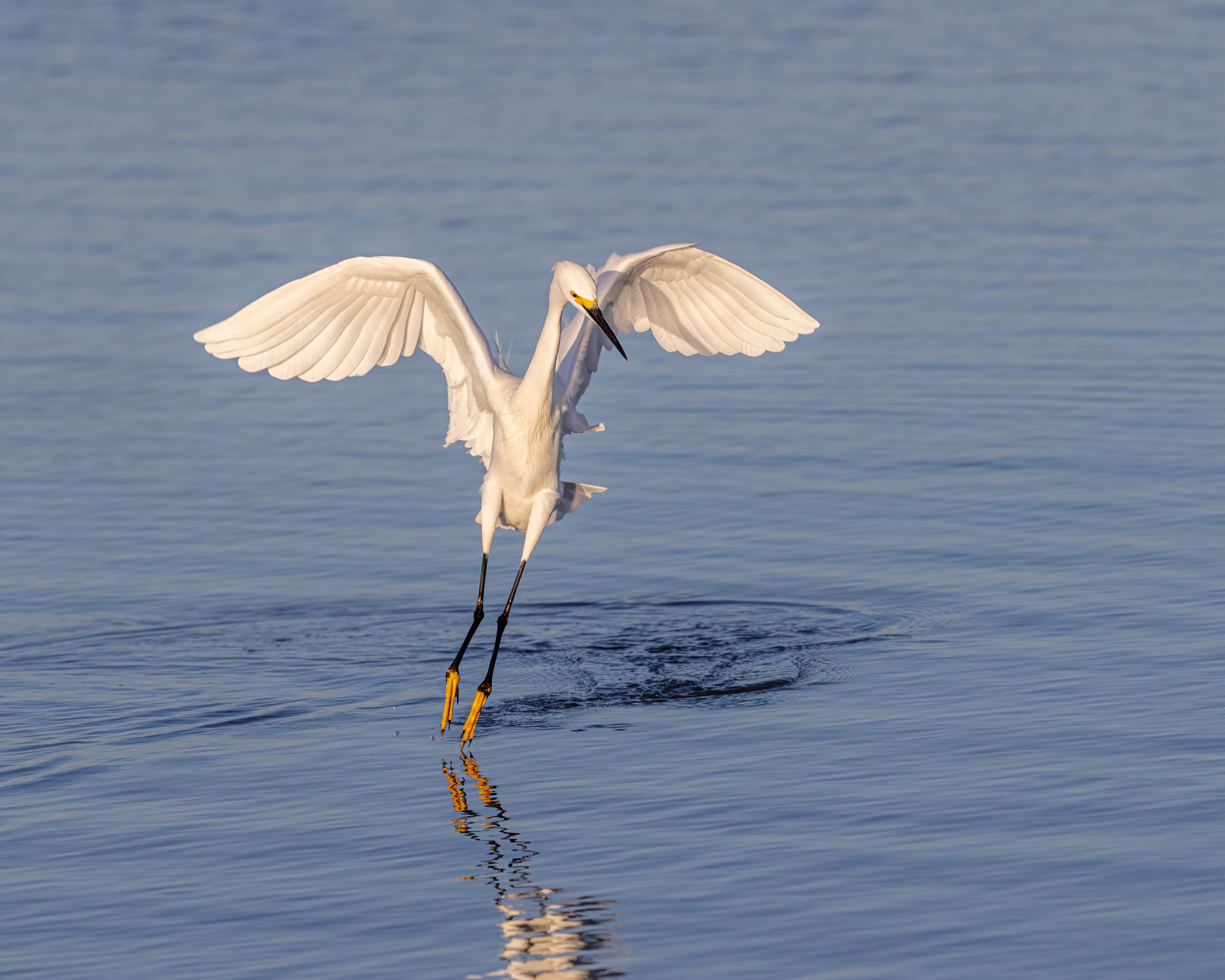 Snowy Egret (Egretta thula) standing in shallow water at dawn, showing all-white plumage and characteristic foraging posture, Tiger Tail Beach, Marco Island, Florida