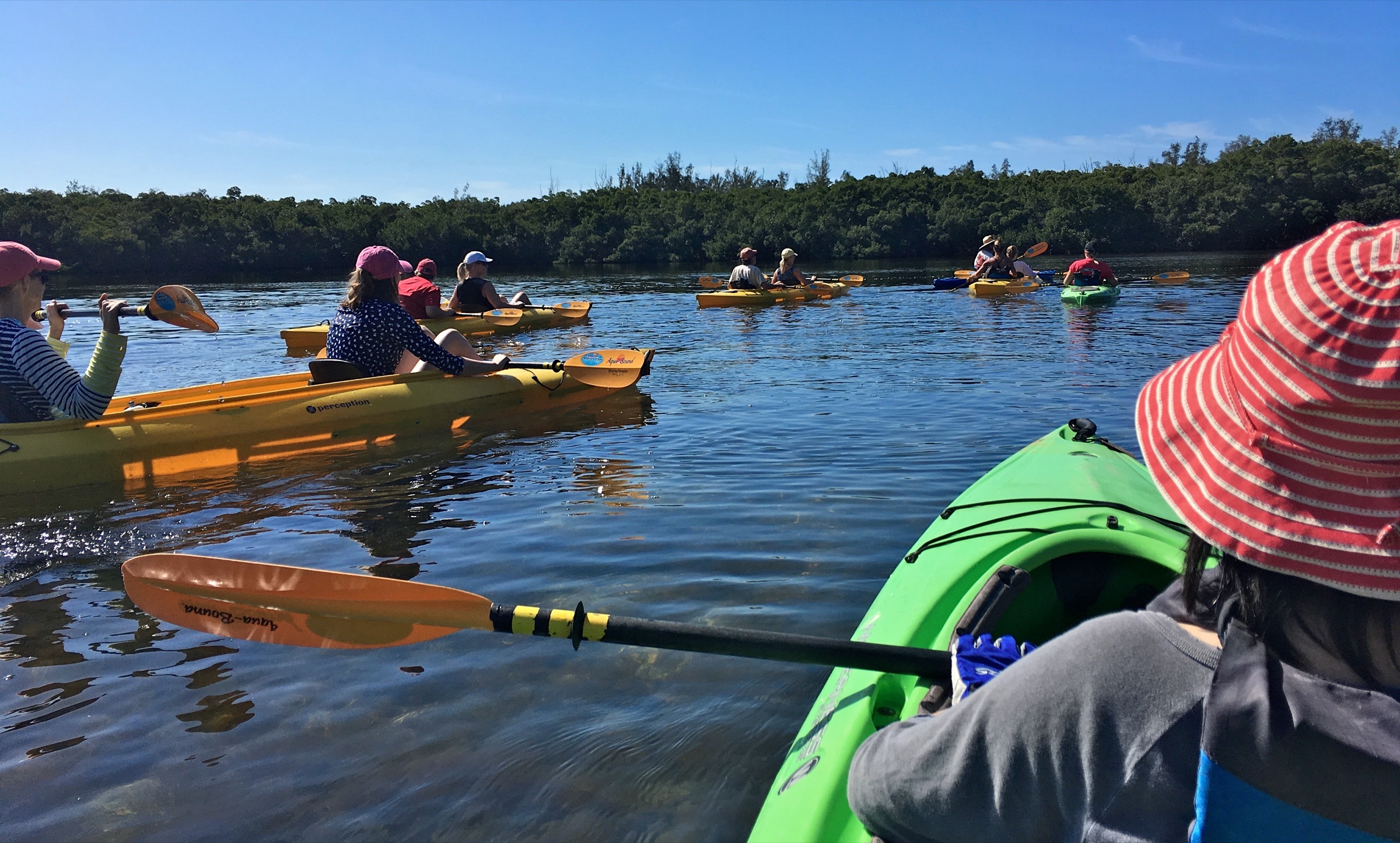 Paddlers in a red mangrove tunnel in the waters off Lido Key