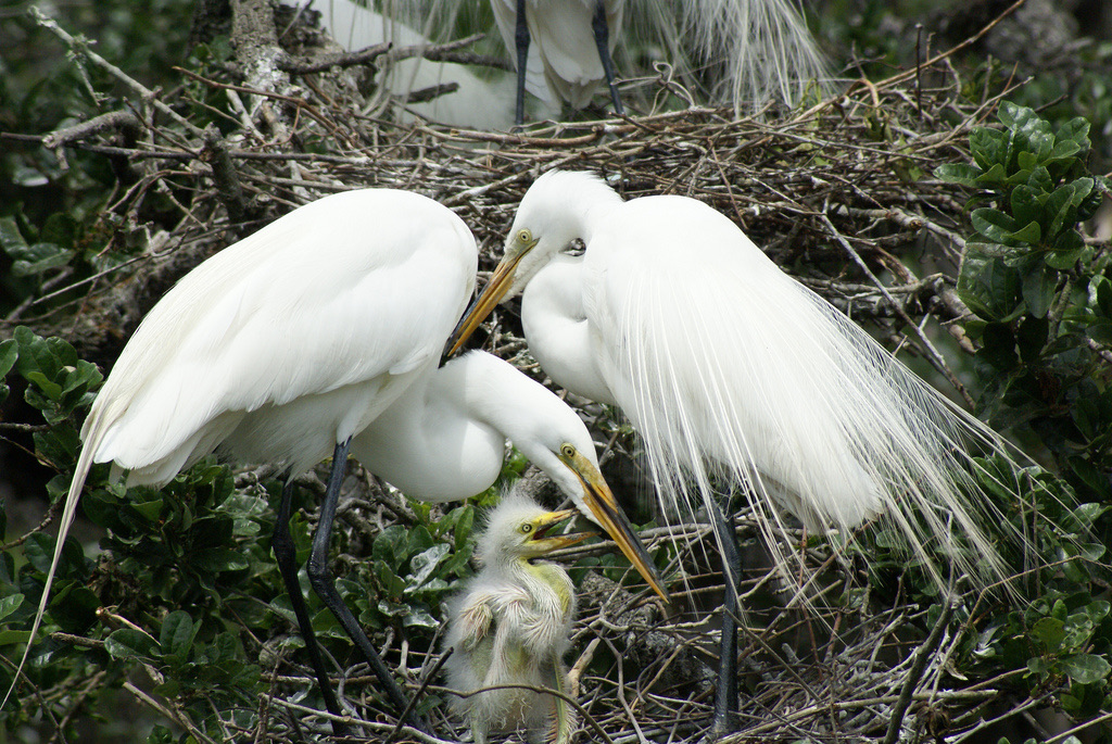 A great egret parent with a chick on a nest at a Florida wading-bird rookery