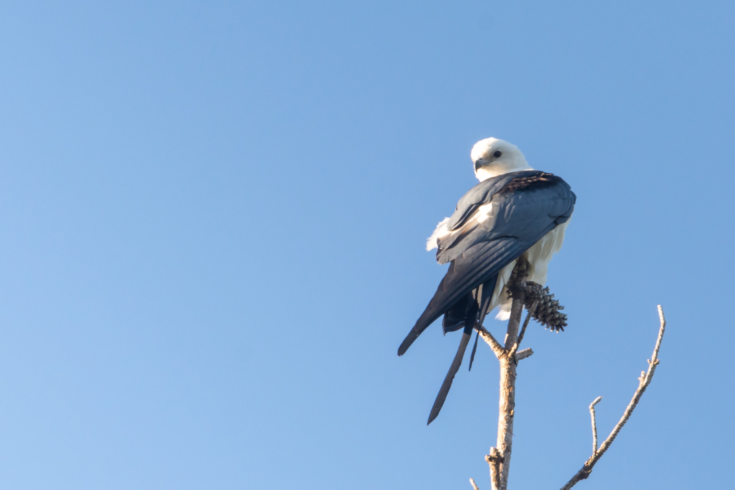 Swallow-tailed kite (Elanoides forficatus) in flight showing bold black-and-white plumage and distinctive deeply forked tail, photographed at St. Marks NWR, Florida