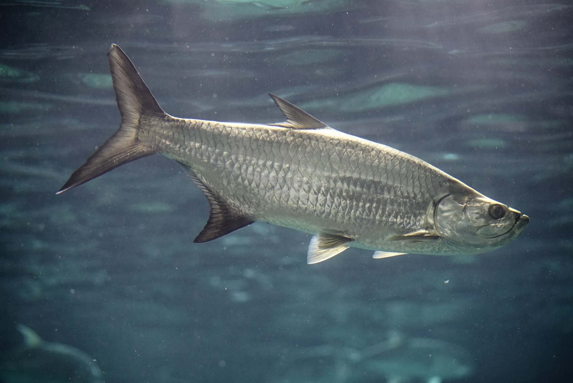 Atlantic tarpon (Megalops atlanticus), the Silver King, showing its full silver body profile, large reflective scales, and characteristic upturned lower jaw