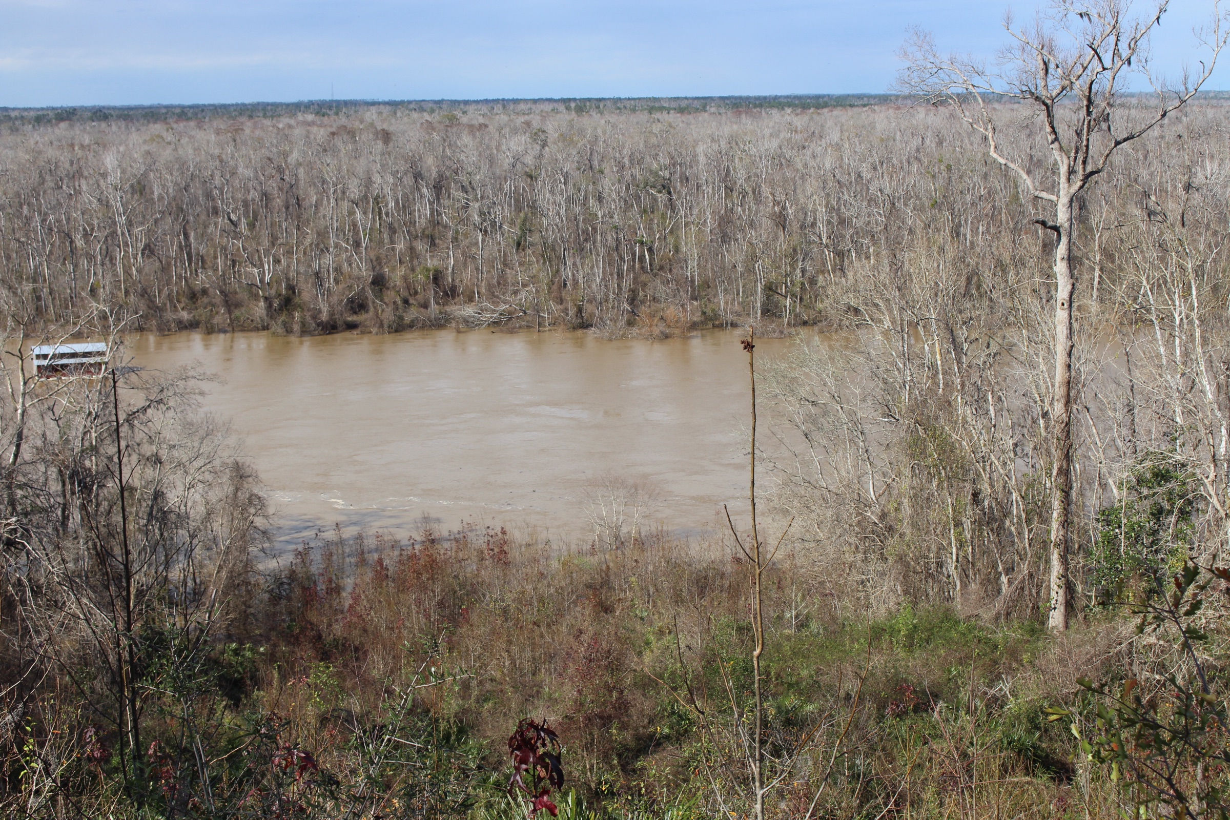 High bluff view over the Apalachicola River at Torreya State Park