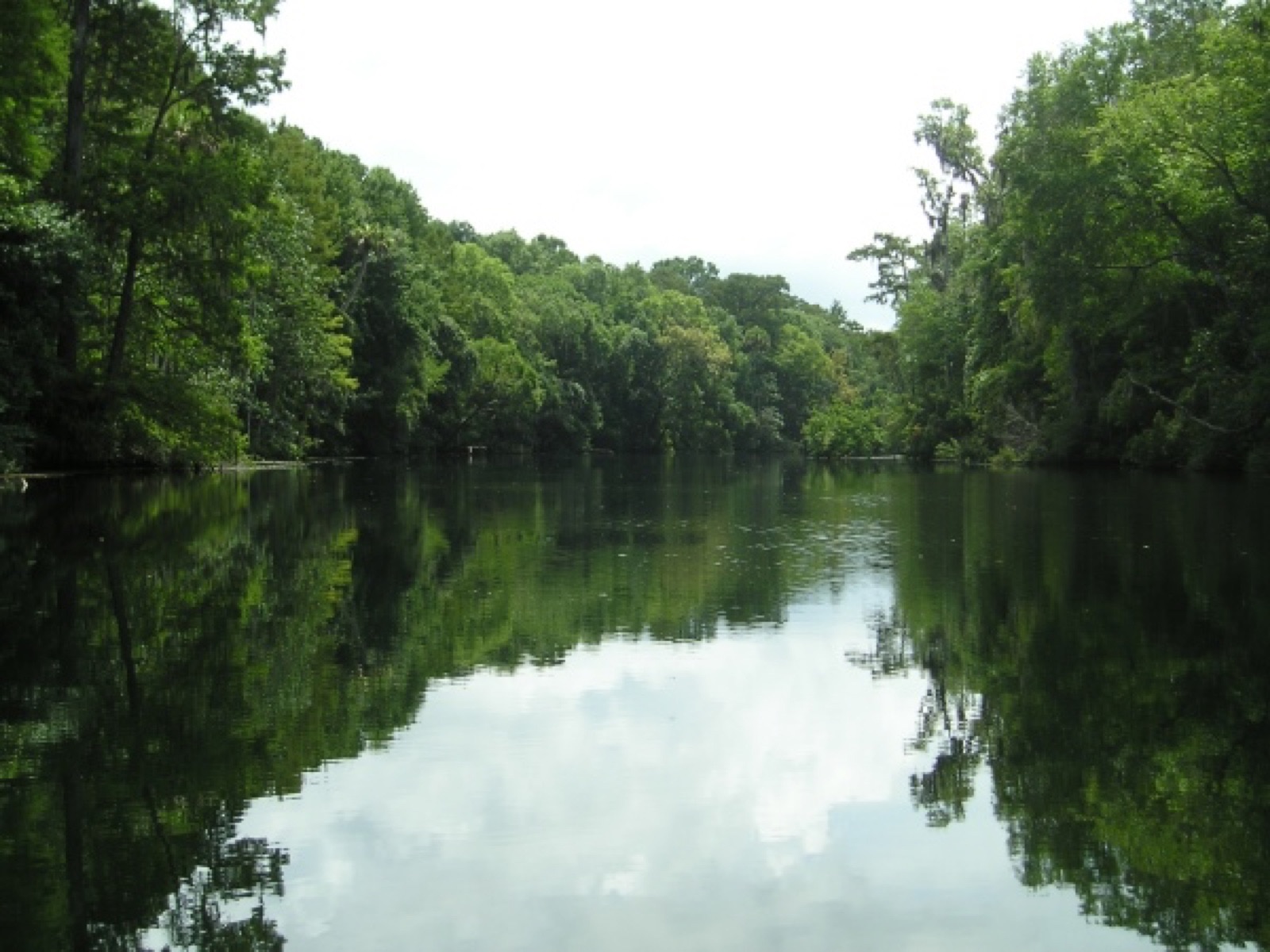 Aerial view of Wakulla Springs and the surrounding forest in the Florida Panhandle