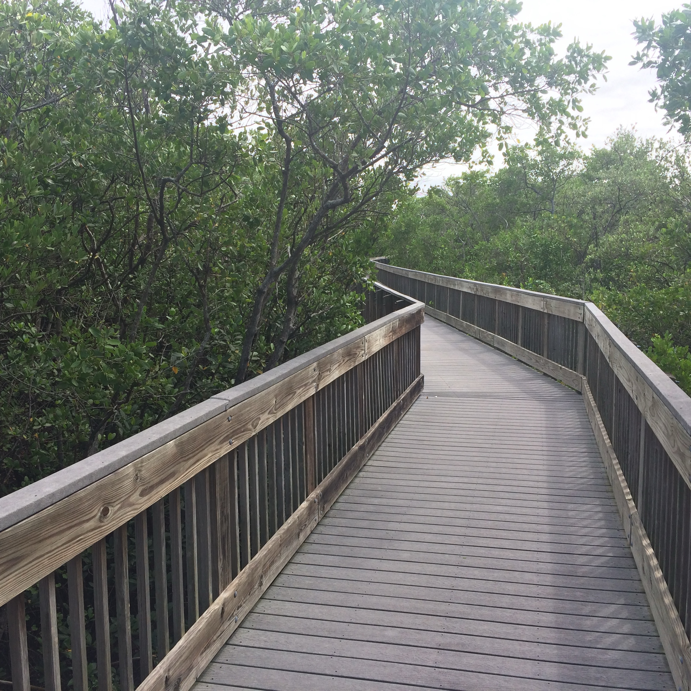 Elevated boardwalk through the mangroves at Weedon Island Preserve