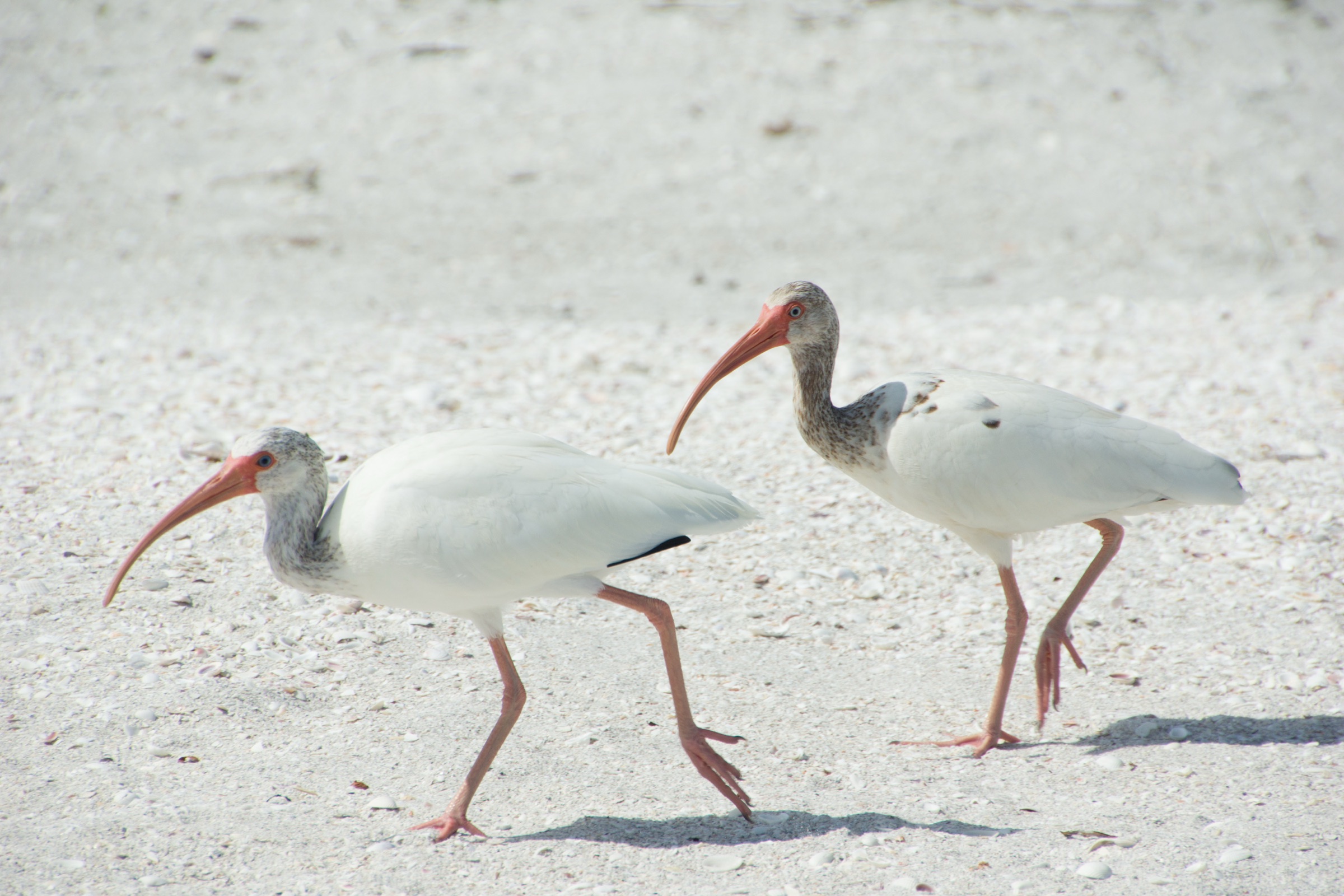 American White Ibis (Eudocimus albus) standing on the west coast of Florida near Sanibel, showing characteristic white plumage and long curved orange-pink bill