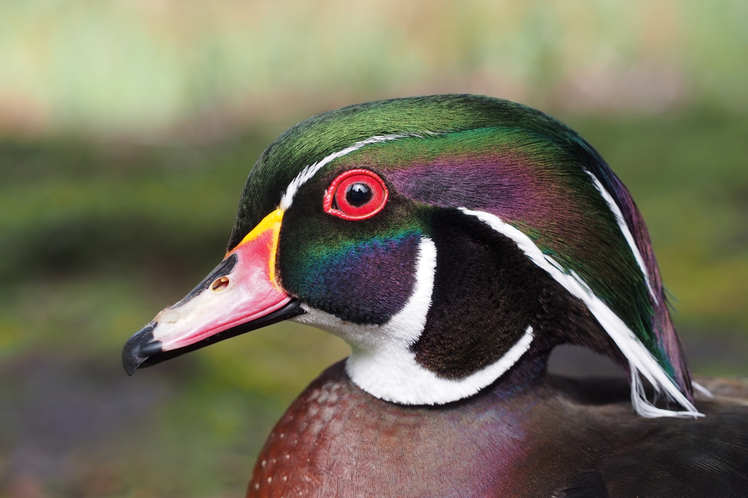 Adult male Wood Duck showing iridescent green head and chestnut breast in close portrait