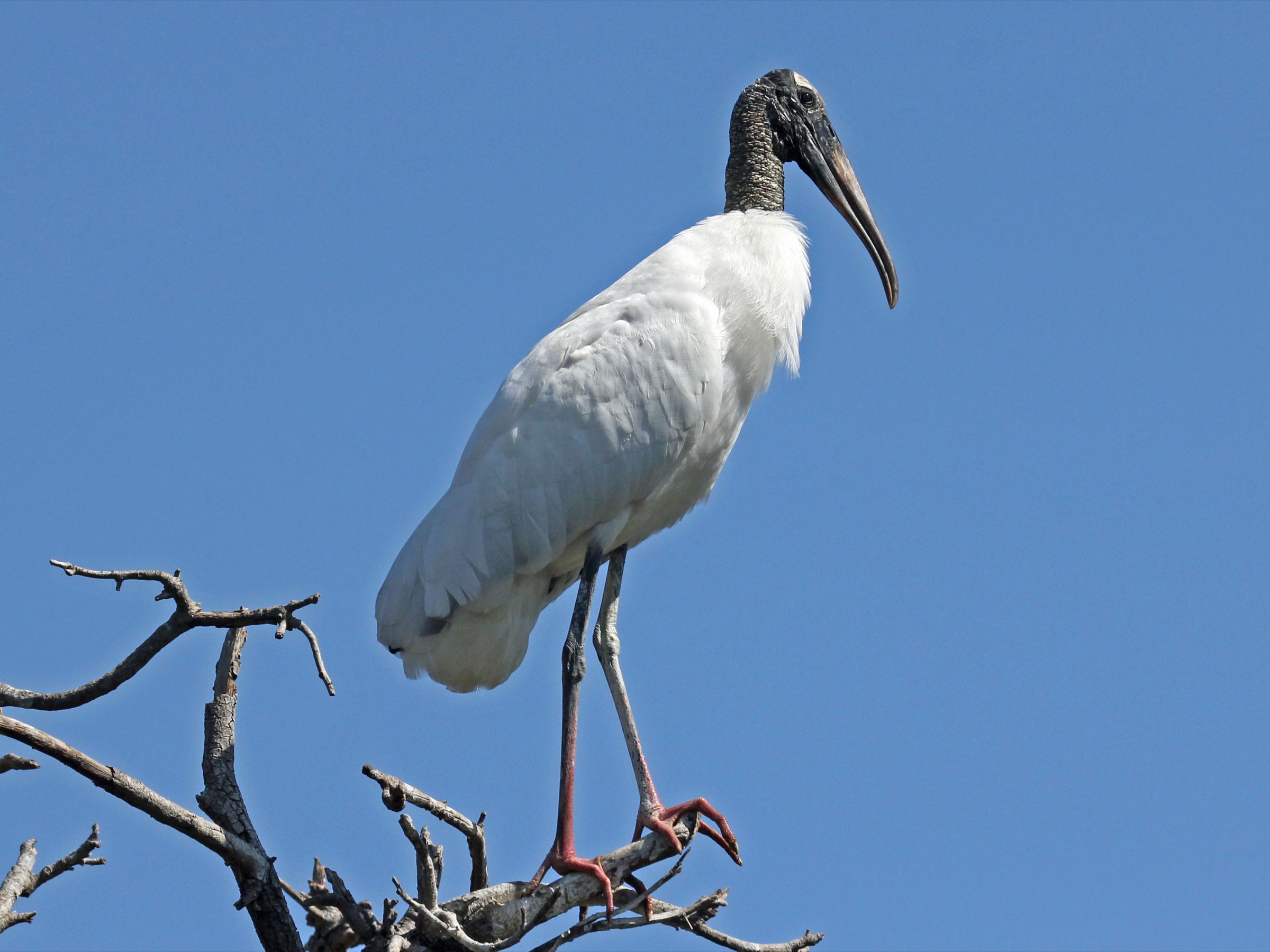 Wood stork (Mycteria americana) standing in Jacksonville, Florida, showing distinctive bald black head, white body, and large bill