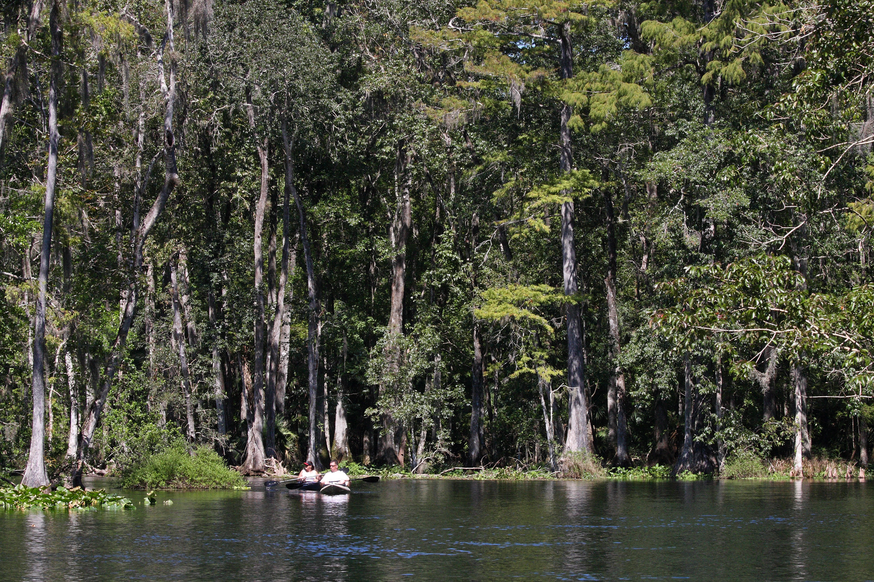 Two kayakers paddle a clear Florida river lined with cypress and hardwood trees