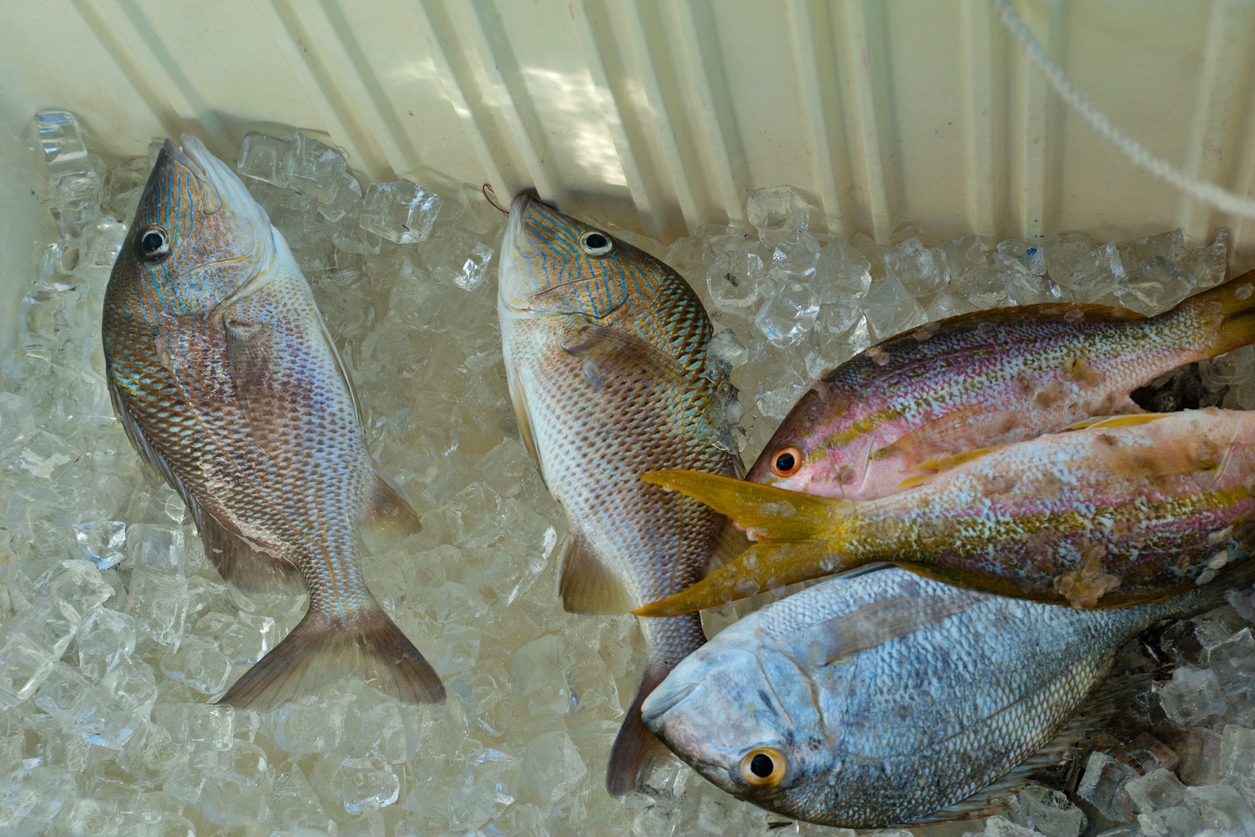 Fresh-caught fish packed in ice inside a boat cooler after a day of fishing